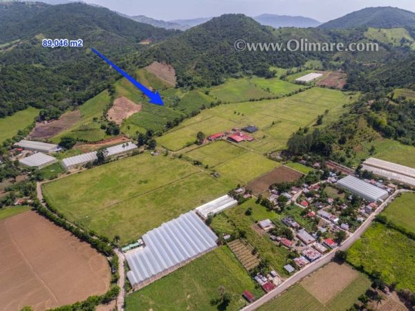 Farm at 700 meters above Sea Level and  Only 100 meters from asphalted road.  | Real Estate in Dominican Republic